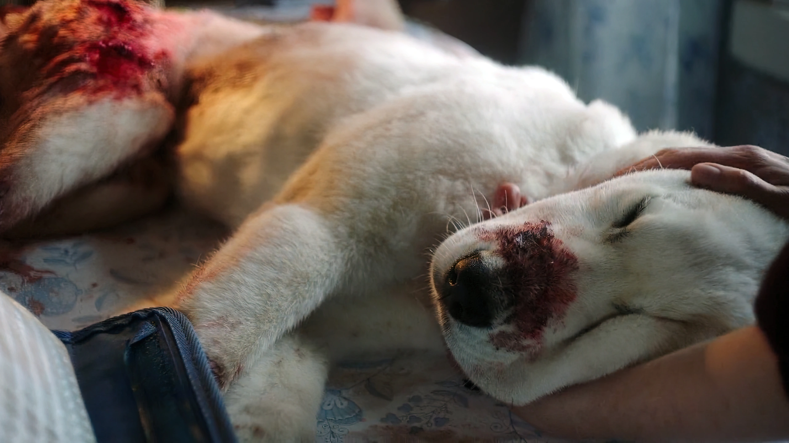 Кадр из фильма Наталии Мещаниновой «Сердце мира», Умирающий пёс