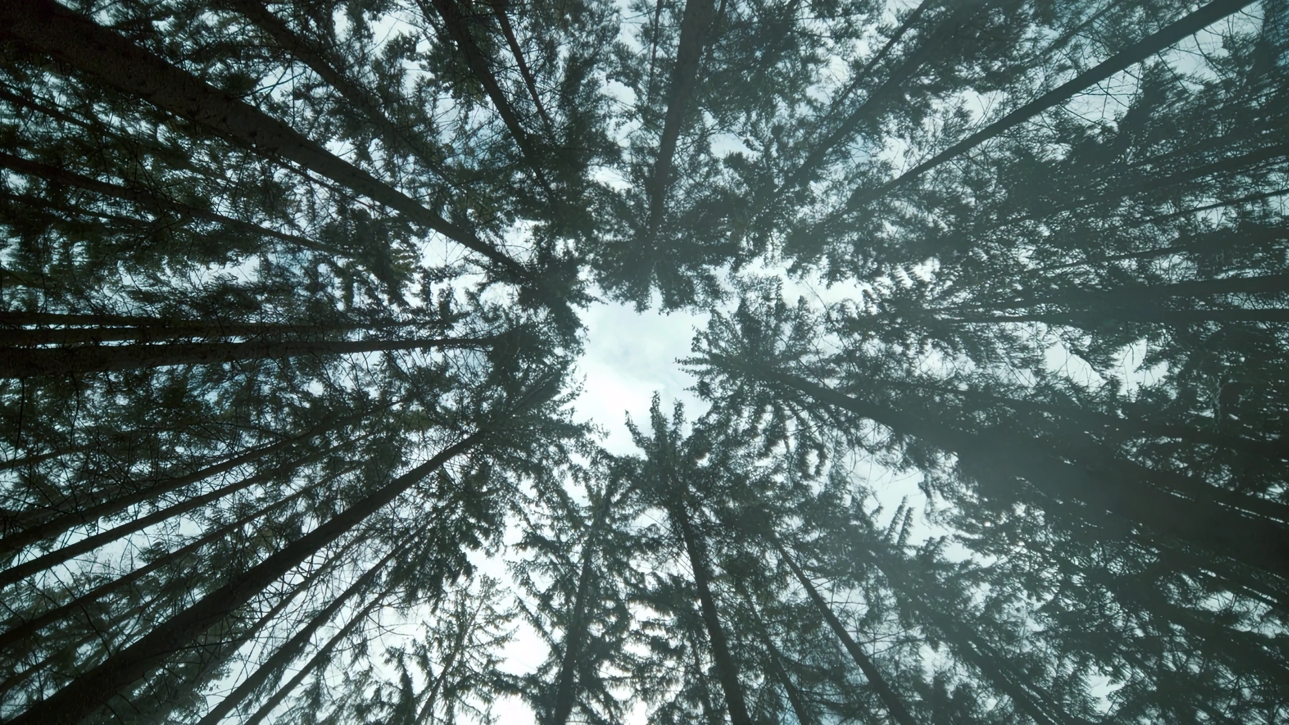 Кадр из фильма Эдварда Бергера «На Западном фронте без перемен», Верхушки деревьев, All Quiet on the Western Front