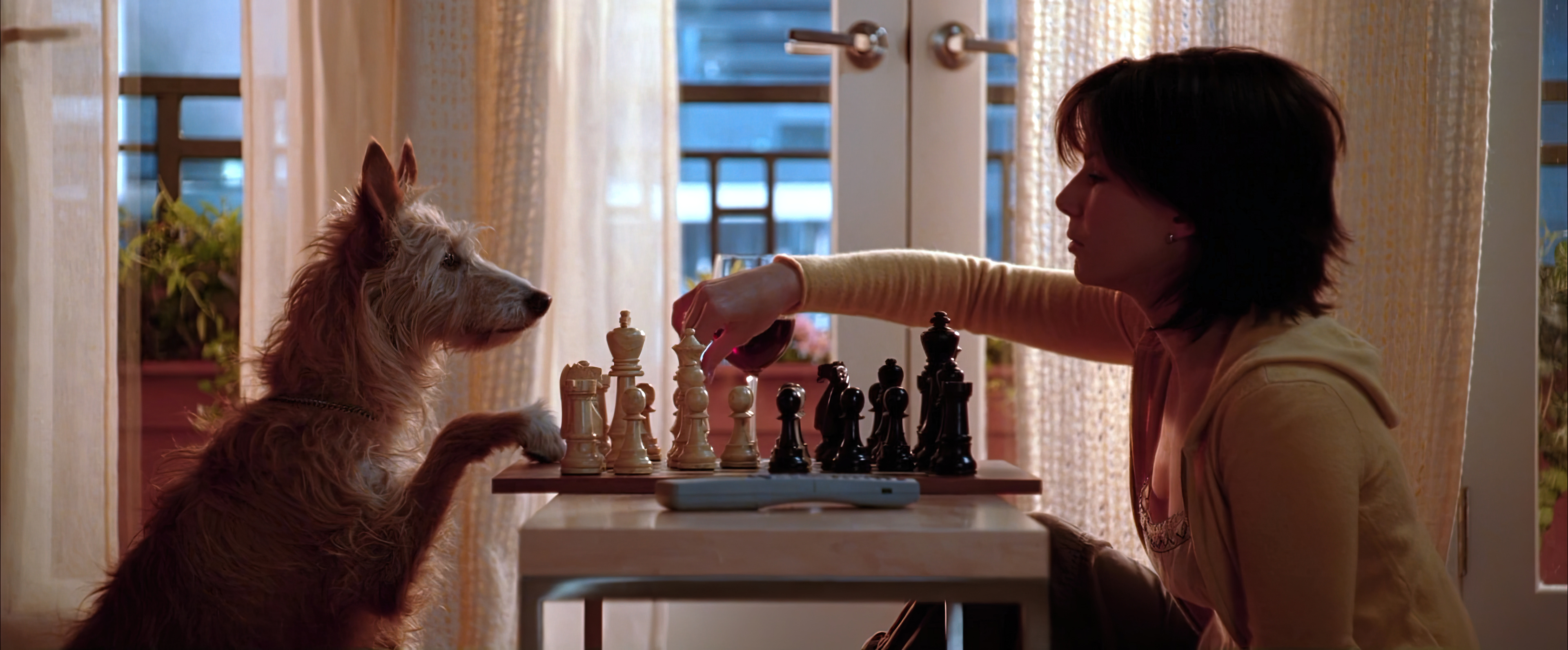 Собака играет в шахматы с человеком, Умный пёс, Разумное животное